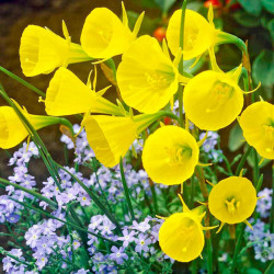 Daffodil Bulbs Hoop Petticoat