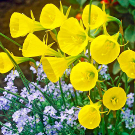 Daffodil Bulbs Hoop Petticoat