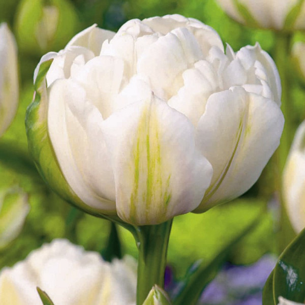 Buy Tulip Bulbs Mount Tacoma (Double Late) Online - Green plants & flowering plants