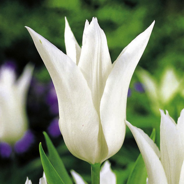 Buy Tulip Bulbs Tres Chic Online - Green plants & flowering plants
