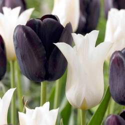 Tulip Bulbs Black and White Twin Pack