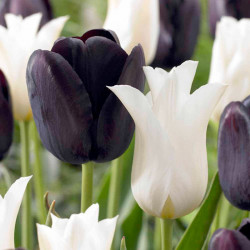 Tulip Bulbs Black and White Twin Pack