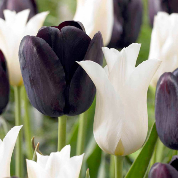 Buy Tulip Bulbs Black and White Twin Pack Online - Green plants & flowering plants