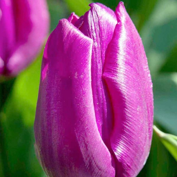 Buy Tulip (Single) Bulbs Purple Prince Online - Green plants & flowering plants