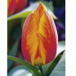 Tulip (single) Bulbs Flair