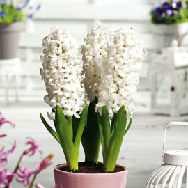 Hyacinth Bulbs (indoor) White Pearl