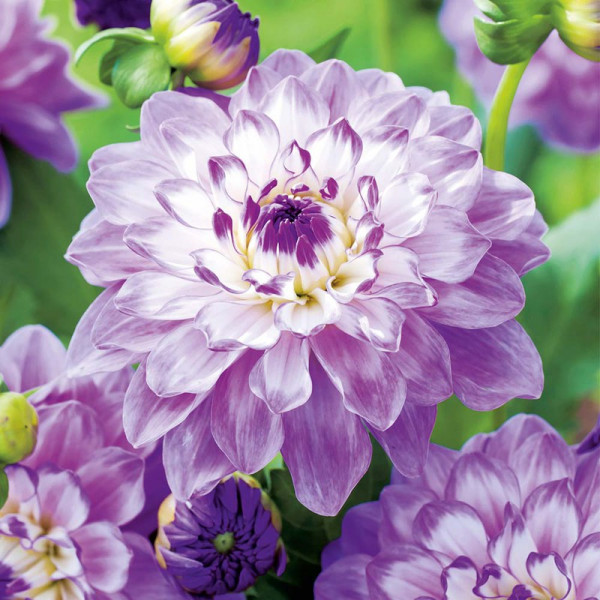 Buy Dahlia Tubers Blue Wish Online - Green plants & flowering plants