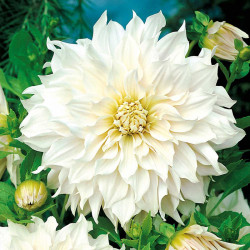 Dahlia Tubers Cafe Au Lait