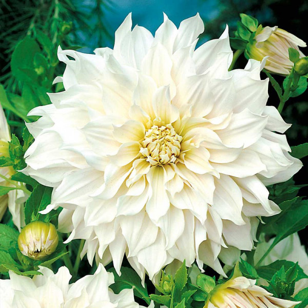 Buy Dahlia Tubers Cafe au Lait Online - Green plants & flowering plants