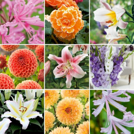Bulb Lucky Dip Offer