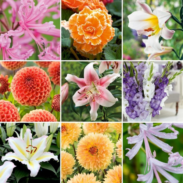 Buy Bulb Lucky Dip Offer Online - Green plants & flowering plants
