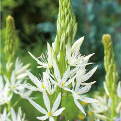 Camassia Bulbs Leichtlinii Alba
