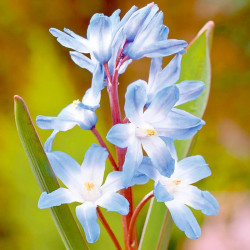 Chionodoxa Bulbs Blue Giant