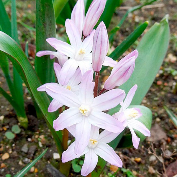 Buy Chionodoxa Bulbs Pink Giant Online - Green plants & flowering plants