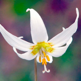 Erythronium Dens Canis Bare Roots White Beauty
