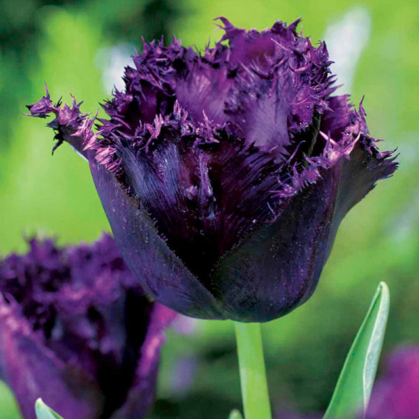 Buy Tulip (Fringed) Bulbs Cuban Night Online - Green plants & flowering plants