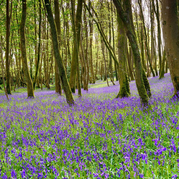 Buy Bluebells English Bulbs Online - Green plants & flowering plants