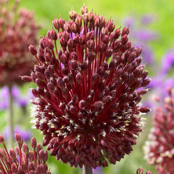 Buy Allium Bulbs Red Mohican Online - Green plants & flowering plants Buy Allium Bulbs Red Mohican Online - Green plants & flowering plants