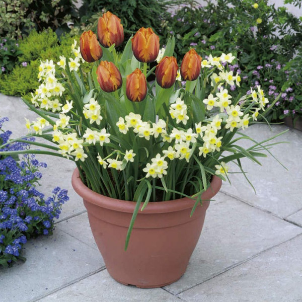 Buy Plant O Tray Patio Preplanted Bulbs Tulip/Narcissus Online - Green plants & flowering plants