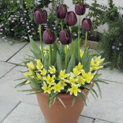 Plant O Tray Patio Preplanted Bulbs Tulips