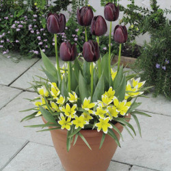 Plant O Tray Patio Preplanted Bulbs Tulips