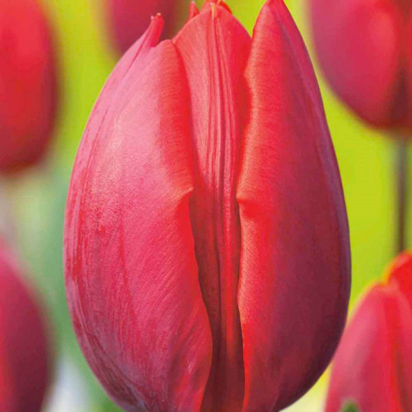 Buy Tulip (Triumph) Bulbs Colour Cardinal Online - Green plants & flowering plants Buy Tulip (Triumph) Bulbs Colour Cardinal Online - Green plants & flowering plants