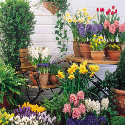 Our Selection Bulb Offer