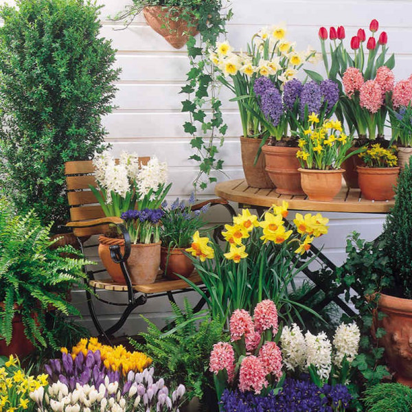Buy Our Selection Bulb Offer Online - Green plants & flowering plants Buy Our Selection Bulb Offer Online - Green plants & flowering plants