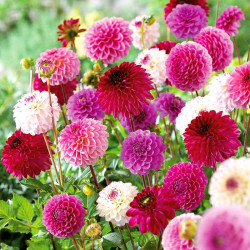Dahlia Tubers Pink/purple Pompon Mix