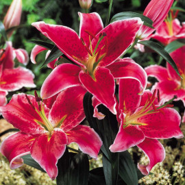 Lily Bulbs Stargazer