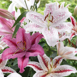 Lily Bulbs White/pink Oriental Collection