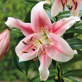Lily Bulbs Anastasia