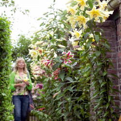 Lily Bulbs Tree Collection