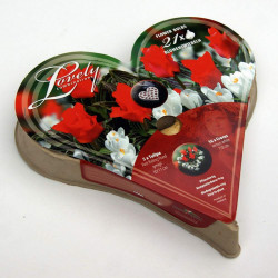 Plant O Tray Heart Preplanted Bulbs Tulip & Crocus