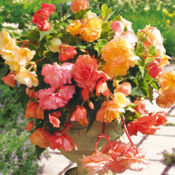 Begonia Tubers Parisienne