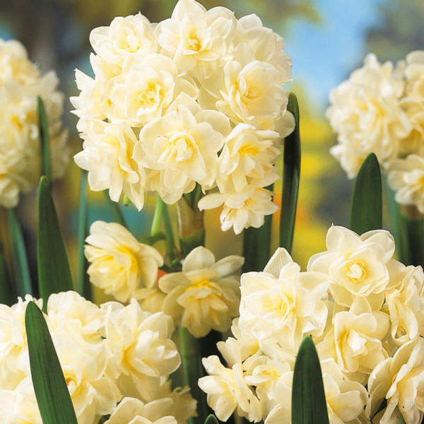 Buy Daffodil Bulbs Scented Collection Online - Green plants & flowering plants Buy Daffodil Bulbs Scented Collection Online - Green plants & flowering plants