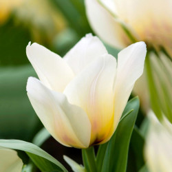 Tulip (dwarf Greigii) Bulbs Albion Star