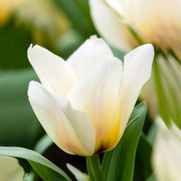 Buy Tulip (Dwarf Greigii) Bulbs Albion Star Online - Green plants & flowering plants