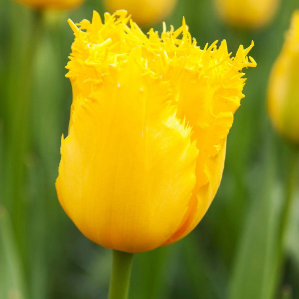 Buy Tulip (Fringed) Bulbs Hamilton Online - Green plants & flowering plants