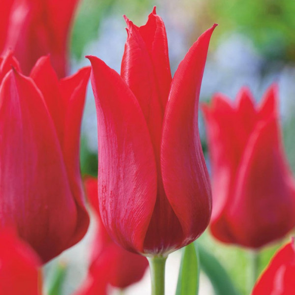 Buy Tulip (Lily Mid) Bulbs Pieter De Leur Online - Green plants & flowering plants