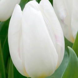 Tulip (early Single) Bulbs White Prince