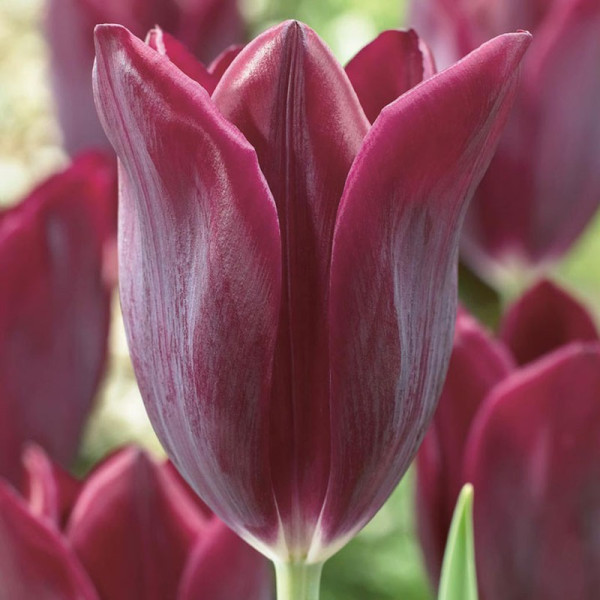 Buy Tulip (Early) Bulbs Havran Online - Green plants & flowering plants Buy Tulip (Early) Bulbs Havran Online - Green plants & flowering plants