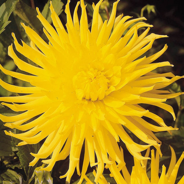 Buy Dahlia Tubers Kennemerland Online - Green plants & flowering plants