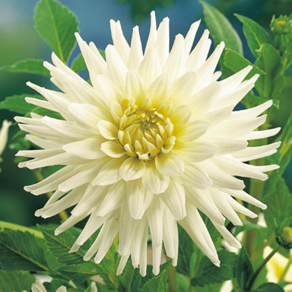 Buy Dahlia Tubers My Love Online - Green plants & flowering plants