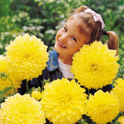 Dahlia Tubers Kelvin Floodlight