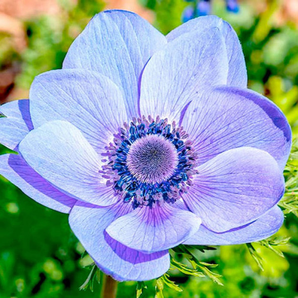 Buy Anemone coronaria Bulbs Mr Fokker Online - Green plants & flowering plants