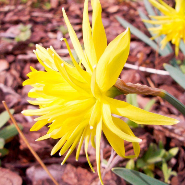 Buy Narcissus Bulbs Rip Van Winkle Online - Green plants & flowering plants Buy Narcissus Bulbs Rip Van Winkle Online - Green plants & flowering plants