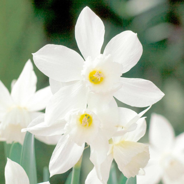 Buy Daffodil Bulbs Thalia Online - Green plants & flowering plants Buy Daffodil Bulbs Thalia Online - Green plants & flowering plants