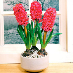Hyacinth Bulbs (indoor) Jan Bos