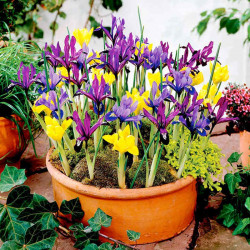 Iris Reticulata Bulbs Miniature Mix